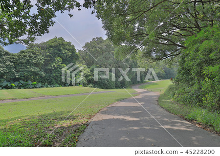 a Country road running through deciduous forest 45228200