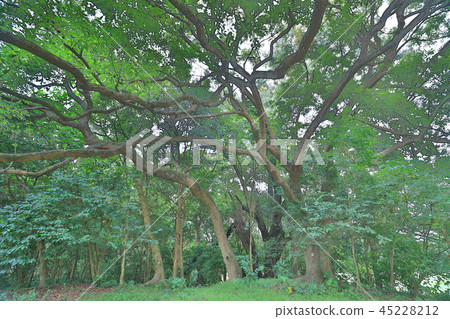 a big treee at the gold club 45228212