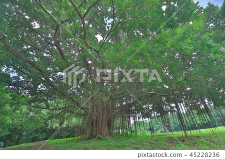 a big treee at the gold club a big treee at the gold club 45228236