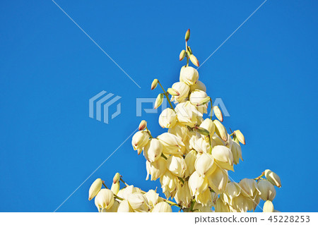White rosewood flower 45228253