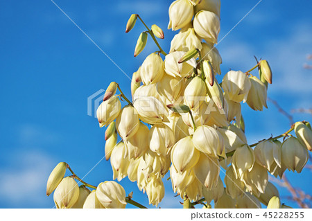 White rosewood flower White rosewood flower 45228255