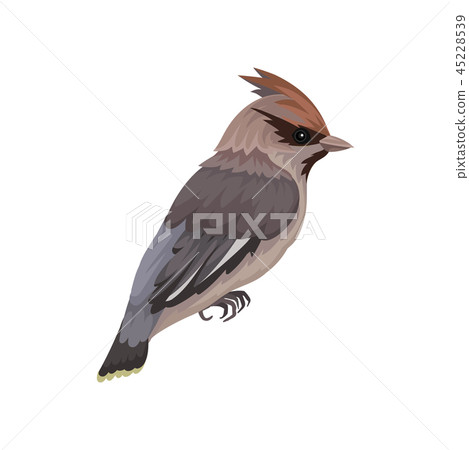 Waxwing bird with silky plumage and crest. Small passerine songbird. Fauna and ornithology theme 45228539