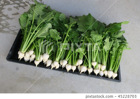 小蘿蔔(蔬菜) 小蘿蔔(蔬菜) 45228703