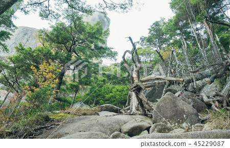 Background Material Nature Forest landscape 45229087