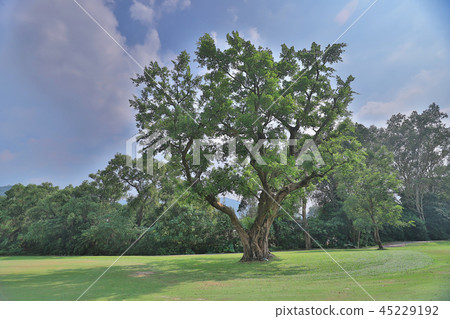 a big treee at the gold club 45229192