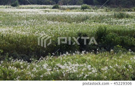 Watarose Yusui ground Sukigahara Watarose Yusui ground Sukigahara 45229306