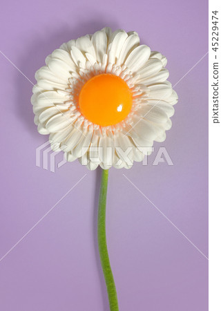 White gerbera daisy and yellow yolk 45229474