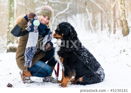 Woman walking Bernese mountain dog on a winter day Woman walking Bernese mountain dog on a winter day 45230181