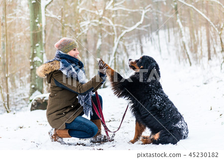 Woman and dog giving high-five in the snow 45230182
