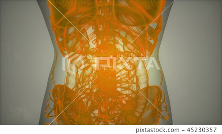 Anatomy Tomography Scan of Human Body 45230357