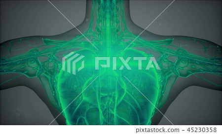 Anatomy Tomography Scan of Human Body 45230358