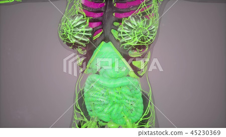 Anatomy Tomography Scan of Human Body 45230369