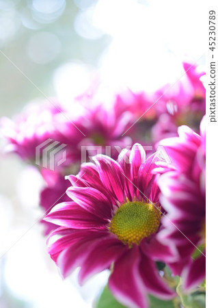 Spray chrysanthemum 45230789