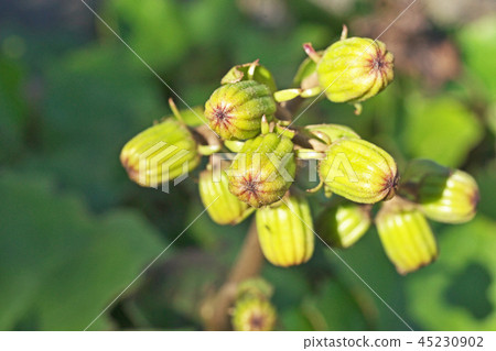 綠色覆盆子佈什 45230902