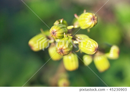 綠色覆盆子佈什 45230903