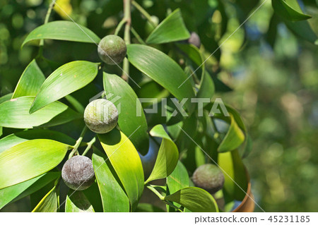 Nagi fruit that has begun to ripen Nagi fruit that has begun to ripen 45231185