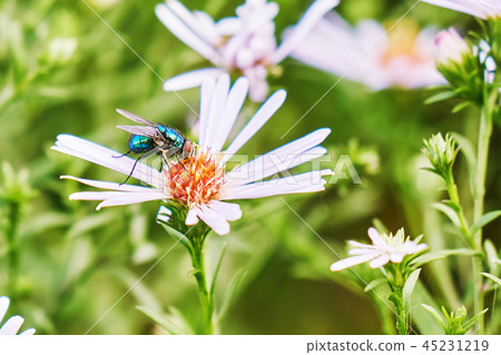 Commom greenbottle fly eating a nectar of aster perennial flower 45231219