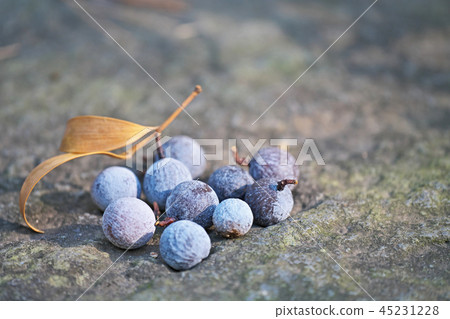 Fallen fruit of nagi Fallen fruit of nagi 45231228