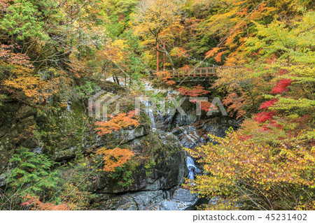 Mitarai Valley Autumn Leaves 45231402
