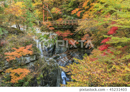 Mitai谷秋葉 45231403