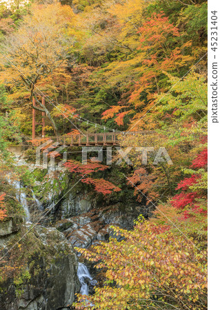 Mitarai Valley Autumn Leaves 45231404