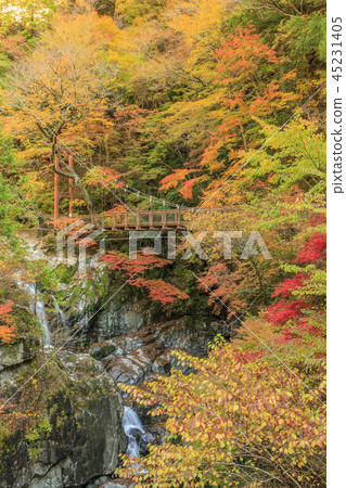Mitarai Valley Autumn Leaves Mitarai Valley Autumn Leaves 45231405