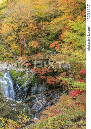 Mitarai Valley Autumn Leaves Mitarai Valley Autumn Leaves 45231407
