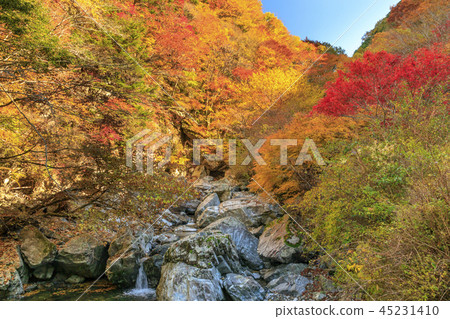 Mitarai Valley Autumn Leaves Mitarai Valley Autumn Leaves 45231410