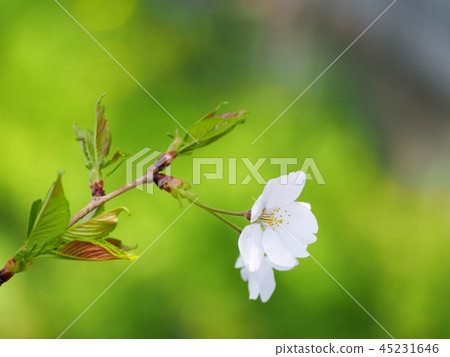 櫻花盛開 櫻花盛開 45231646
