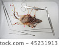Rat Dissection-Biological Sciences in biology lab 45231913