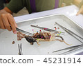 Rat Dissection-Biological Sciences in biology lab 45231914