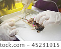 Rat Dissection-Biological Sciences in biology lab 45231915
