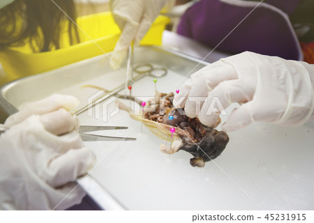Rat Dissection-Biological Sciences in biology lab Rat Dissection-Biological Sciences in biology lab 45231915