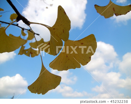Autumn yellow ginkgo 45232238