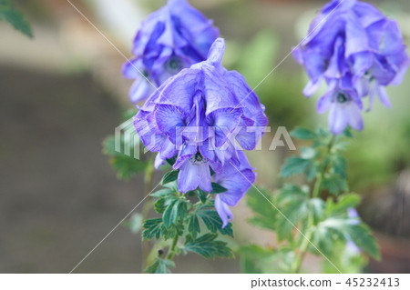 Torikabuto花 45232413