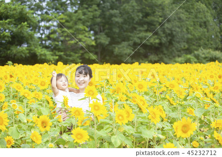 Sunflower field 45232712