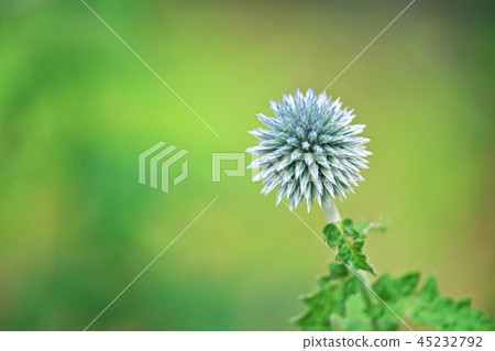 Turquoise ruri thistle flower Turquoise ruri thistle flower 45232792