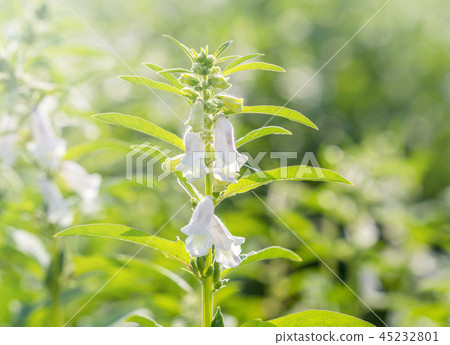 Taiwan Tainan Shiba hemp flower Agricultural field Agricultural land Special bees Sesame farm Sesame farm Sesame Taiwan Tainan Shiba hemp flower Agricultural field Agricultural land Special bees Sesame farm Sesame farm Sesame 45232801