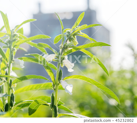 Taiwan Tainan Shiba hemp flower Agricultural field Agricultural land Special bees Sesame farm Sesame farm Sesame 45232802