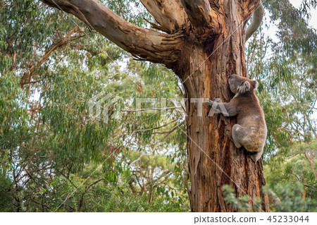 Wild koala in Adelaide Hills 45233044
