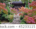 Kyoto in the fall 45233115