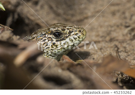 Male sand lizard (Lacerta agilis) Male sand lizard (Lacerta agilis) 45233262