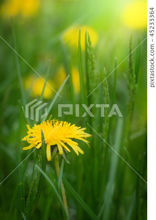 Dandelions on a blurred background 45233364