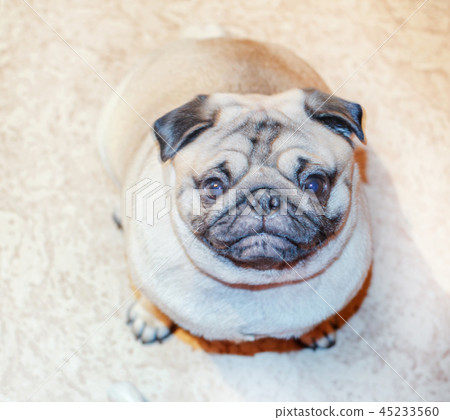 Doggy pug looking at camera 45233560