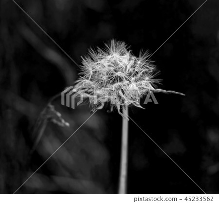 Charming white brooding original dandelion Charming white brooding original dandelion 45233562