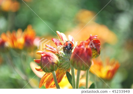 瓢蟲和橙色菊花 瓢蟲和橙色菊花 45233949