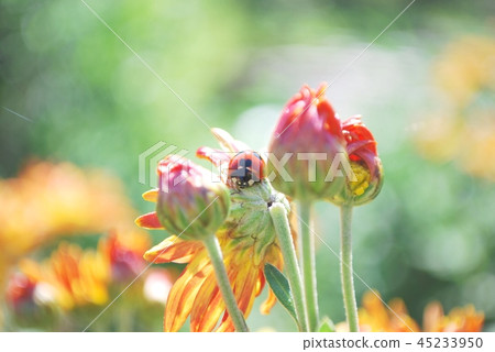 瓢蟲和橙色菊花 瓢蟲和橙色菊花 45233950