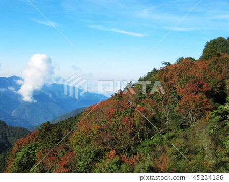 阿里山新中橫 阿里山新中橫 45234186