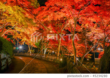Japanese autumn leaves 45234280