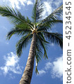 Palm tree 45234545
